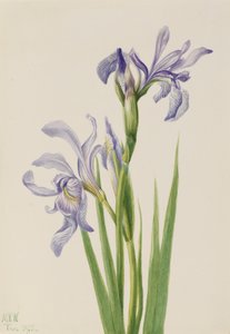 Western Blue Flag Iris missouriensis, 1933. av Mary Vaux Walcott