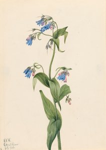 Western Bluebells Mertensia paniculata, 1920.    1145341   no       norwegian Successfully Translated  Original: What a sacrifice, a young woman surrounded by a group of men, which includes her fi..., after 1816. Translat: What a sacrifice