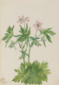 Western Cranesbill Geranium viscosissimum, 1925. av Mary Vaux Walcott
