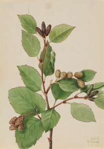 Western Green Alder Alnus sinuata, 1922. av Mary Vaux Walcott