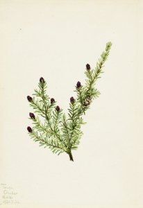  av Mary Vaux Walcott