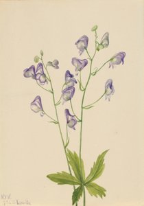  av Mary Vaux Walcott