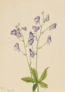 Western Monkshood Columbian Aconite, 1933. av Mary Vaux Walcott