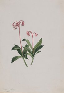  av Mary Vaux Walcott