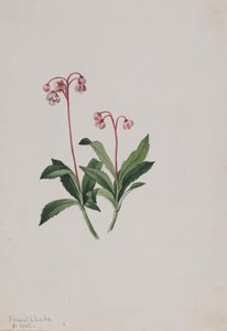 Western pipsissewa Chimaphila umbellata, 1902. av Mary Vaux Walcott
