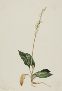 Western Rattlesnake bedrar Plantain Peranium, 1905. av Mary Vaux Walcott