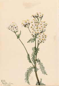  av Mary Vaux Walcott