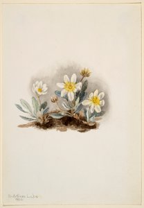 av Mary Vaux Walcott