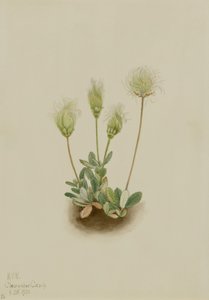  av Mary Vaux Walcott