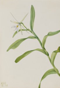  av Mary Vaux Walcott
