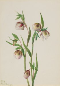  av Mary Vaux Walcott