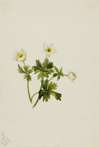 Hvit Globeflower (Trollius albiflorus) av Mary Vaux Walcott