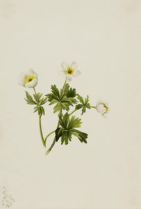 White Globeflower Trollius albiflorus, 1899. av Mary Vaux Walcott