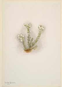  av Mary Vaux Walcott