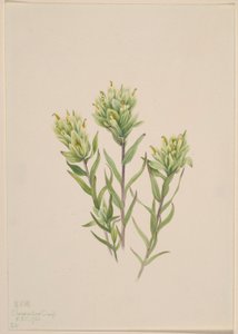  av Mary Vaux Walcott