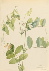  av Mary Vaux Walcott