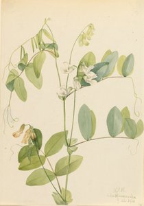 Hvit ert Lathyrus ochroleucus, 1920. av Mary Vaux Walcott