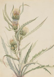 White Thistle Cirsium hookeranum, n.d. av Mary Vaux Walcott