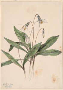  av Mary Vaux Walcott