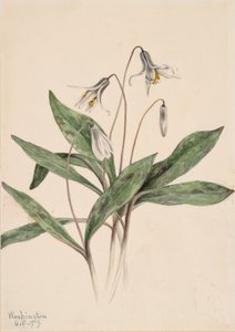 Hvit ørretlilje Erythronium albidum, 1919. av Mary Vaux Walcott