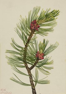 Hvitbarkfuru Pinus albicaulis, 1924. av Mary Vaux Walcott
