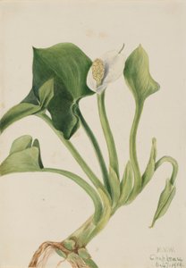  av Mary Vaux Walcott