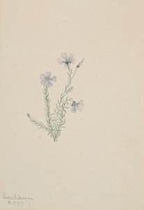 Vill lin Linum Lewis, 1919. av Mary Vaux Walcott