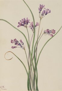  av Mary Vaux Walcott