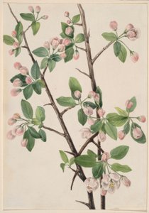  av Mary Vaux Walcott