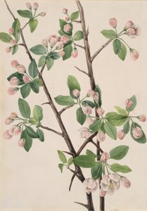 Vill søt krabbe Malus coronaria, 1920. av Mary Vaux Walcott