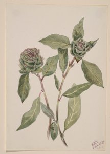 av Mary Vaux Walcott