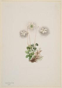 Wood-Nymph Moneses uniflora, 1902. av Mary Vaux Walcott