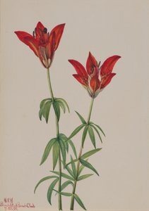 Trelilje Lilium philadelphicum, 1932. av Mary Vaux Walcott