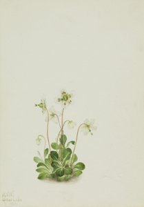 Skognymfe (Moneses uniflora) av Mary Vaux Walcott