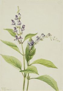 Hodeskalle i tre Scutellaria serrata, 1917. av Mary Vaux Walcott