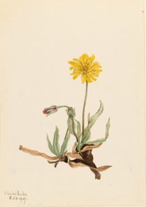  av Mary Vaux Walcott