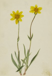  av Mary Vaux Walcott