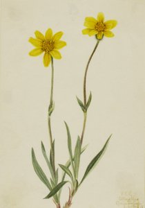 Woolly Arnica Arnica tomentosa, 1920. av Mary Vaux Walcott