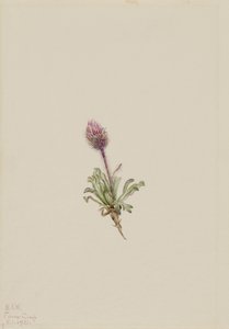  av Mary Vaux Walcott