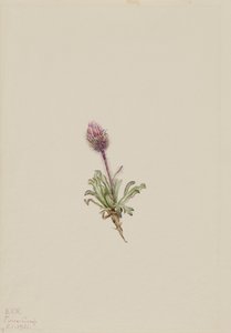 Ullen Fleabane Erigeron lanatus, 1921. av Mary Vaux Walcott