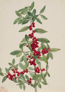  av Mary Vaux Walcott