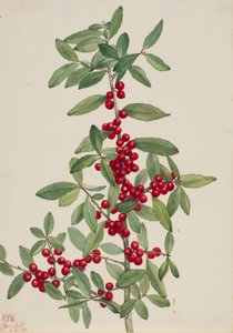 Yaupon Ilex vomitoria, 1926. av Mary Vaux Walcott