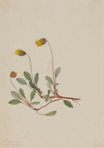  av Mary Vaux Walcott