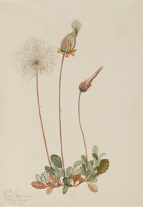  av Mary Vaux Walcott
