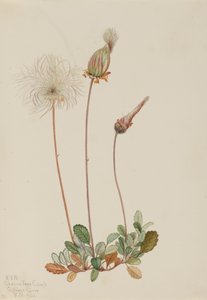 Gul Dryad frukt Dryas drummondii, 1920. av Mary Vaux Walcott