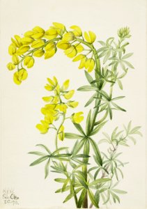  av Mary Vaux Walcott