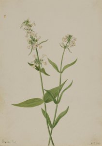  av Mary Vaux Walcott
