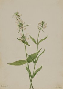 Gul Penstemon Penstemon confertus, 1904. av Mary Vaux Walcott