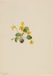  av Mary Vaux Walcott