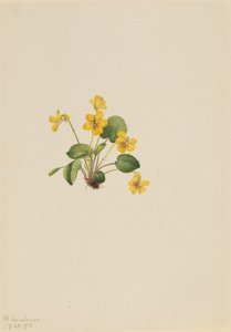 Gulfiolett Viola orbiculata, 1916. av Mary Vaux Walcott